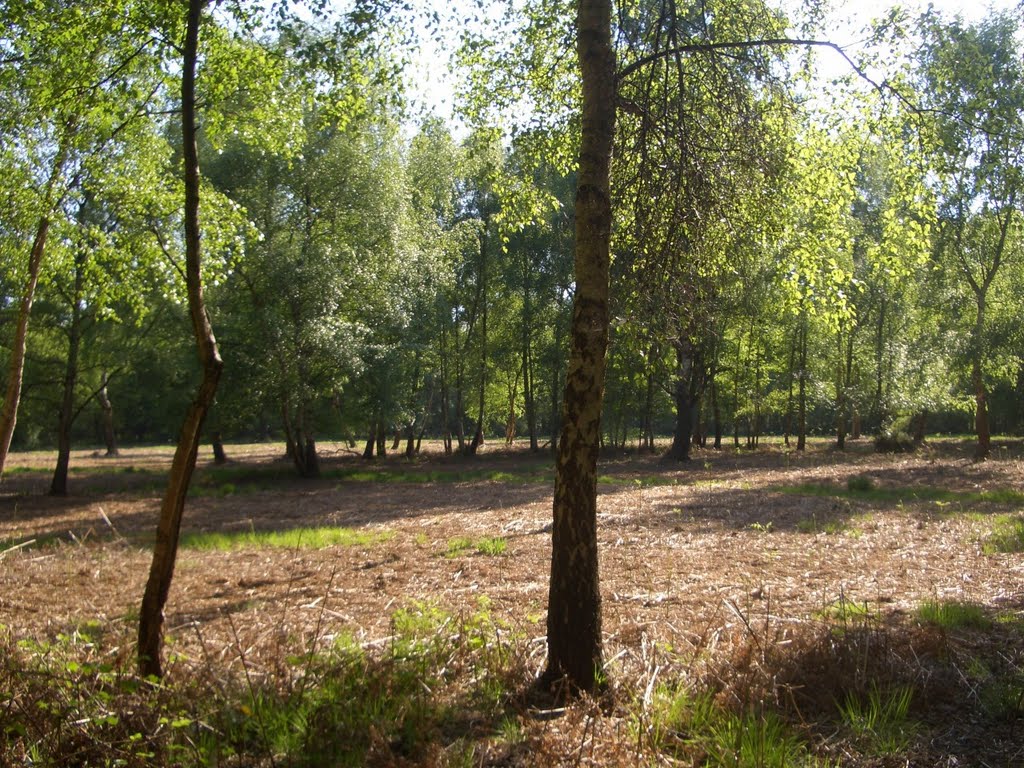Epsom Common Spring 2011