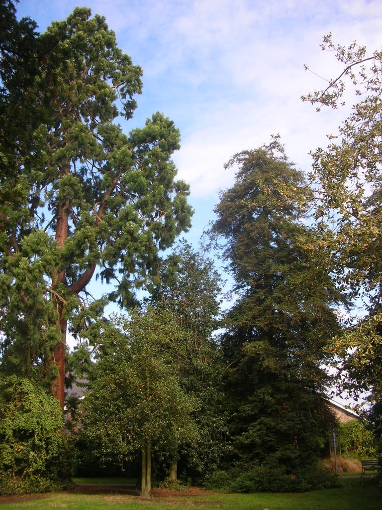 California Coast Redwood side by side with a Sierra Redwood in lime soil - Compare with Michael Hattons picture: www.panoramio.com/photo/2020909