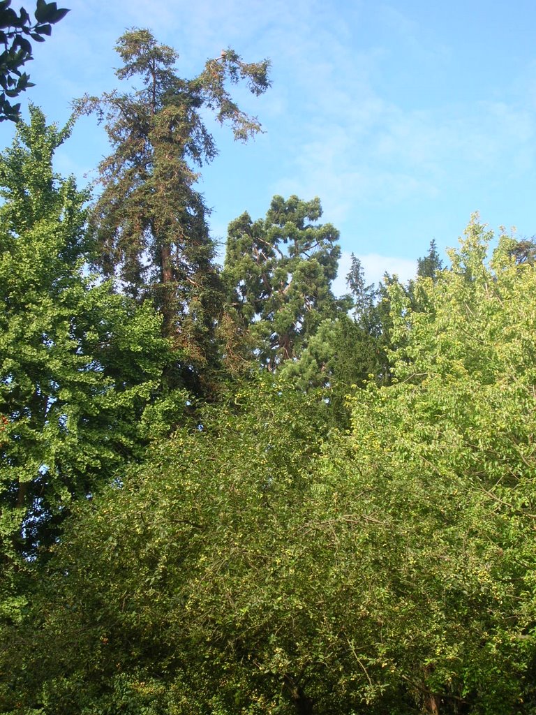Scraggly Coast Redwood in lime soil with a more healthy Sierra Redwood in the background