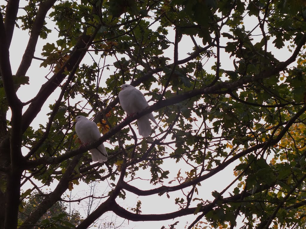 2 Beautiful white love Doves in a Tree,Claremont Gardens Esher Surrey