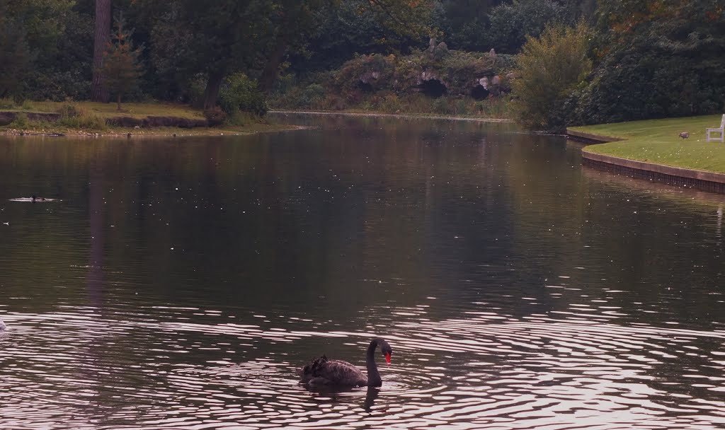 Swan Lake, Claremont Landscape Gardens,Esher Surrey