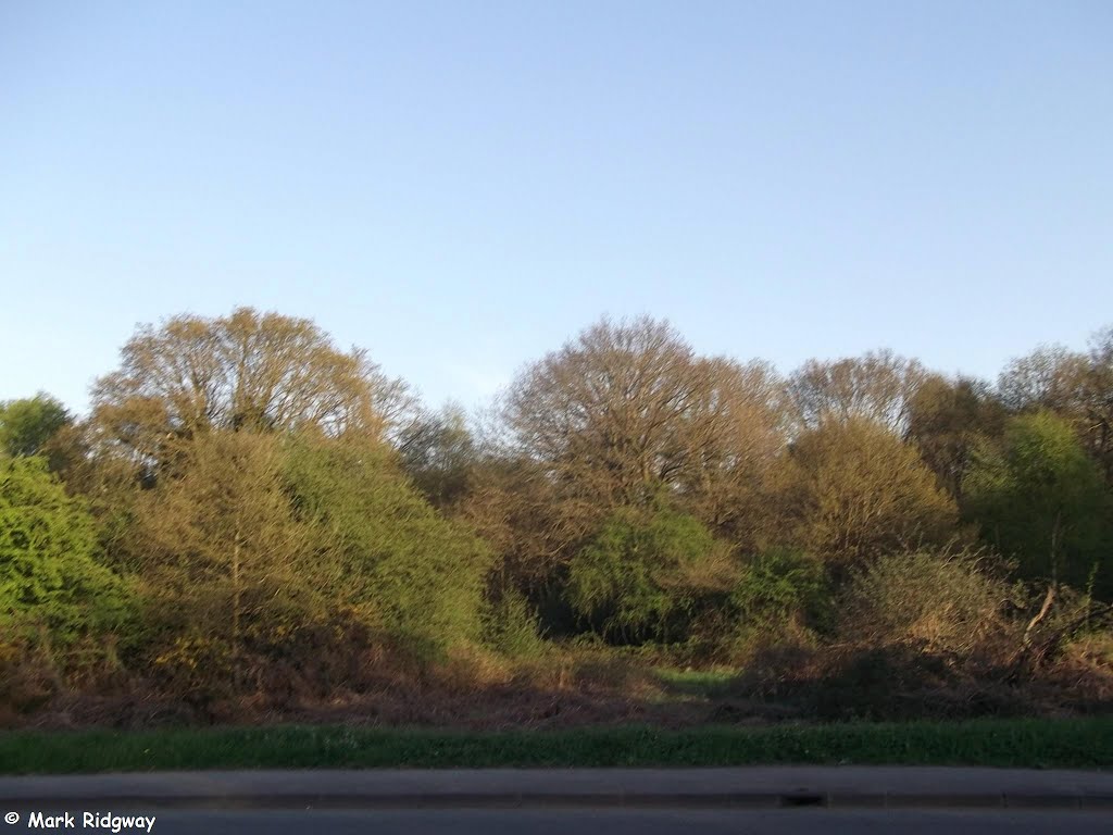 Littleworth Common by the A307