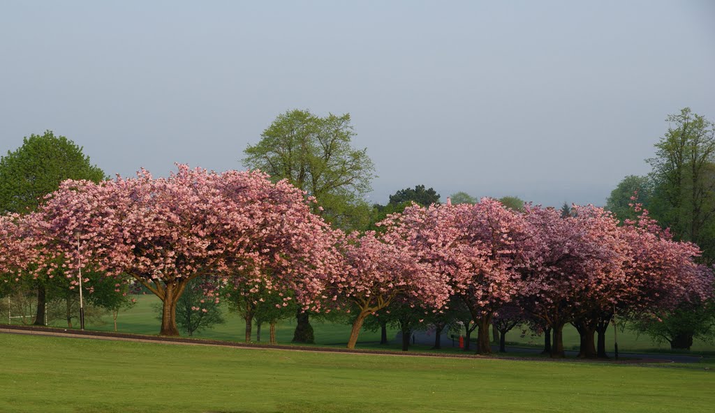 Cherry Blossom