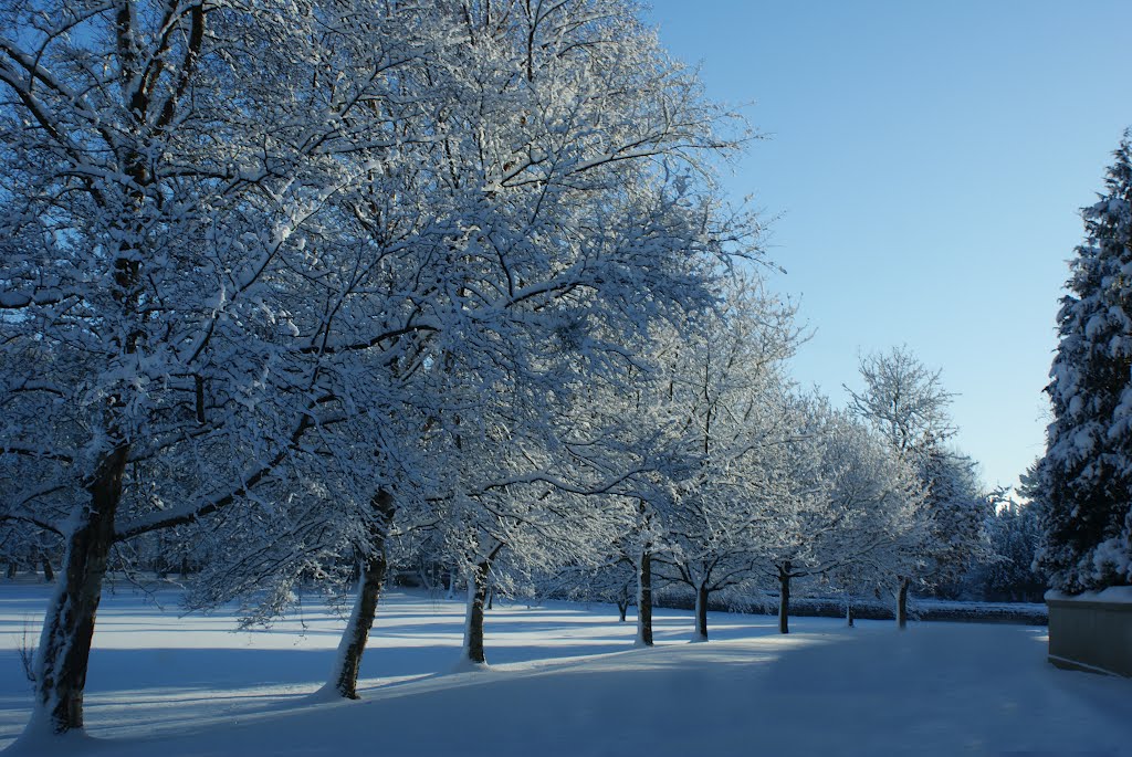 winter scene