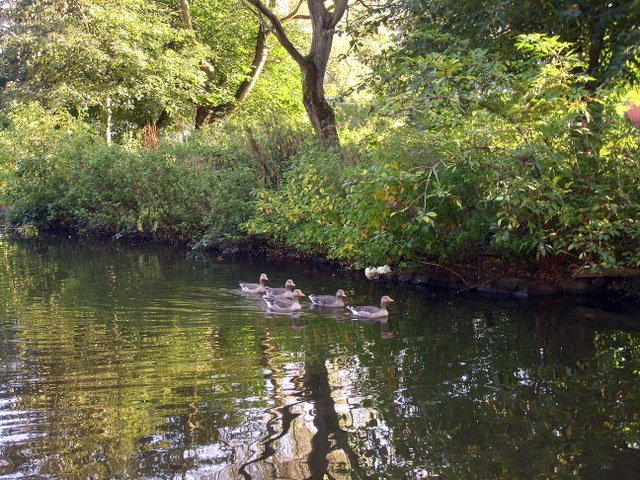 Goose Family Ward Park