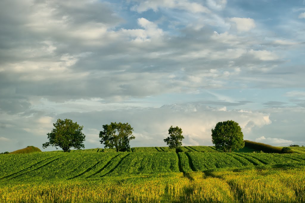 fields behind cookstown