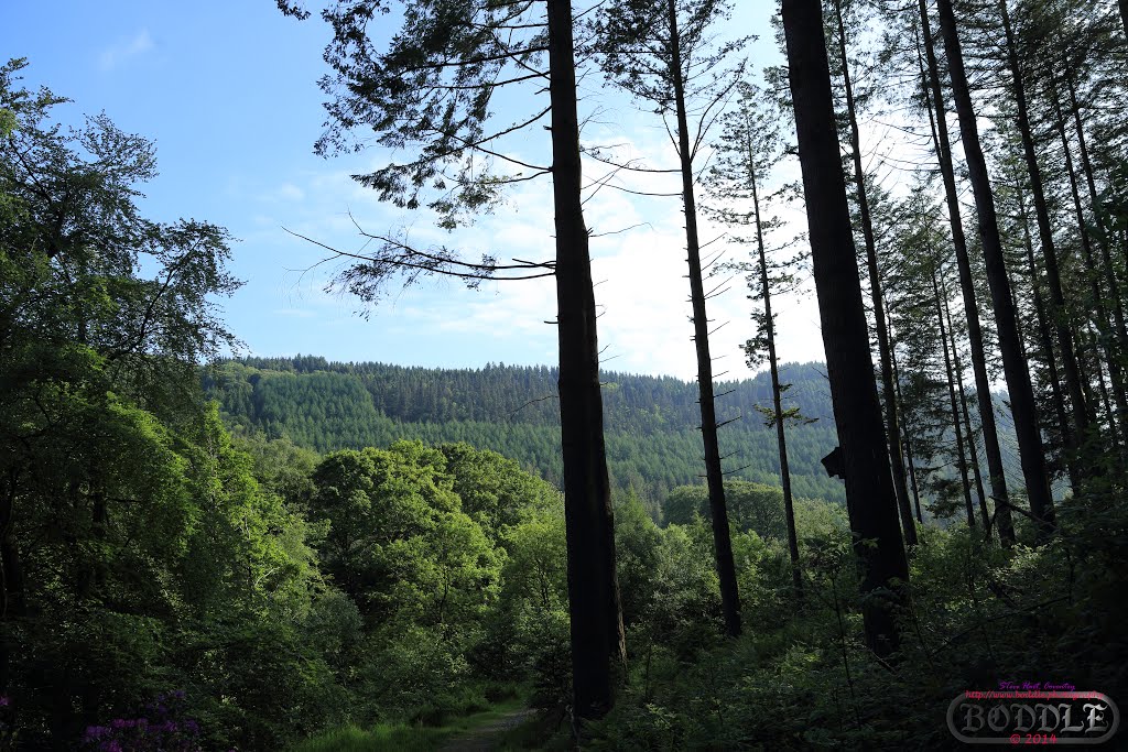 Hafod Estate June 2014 (Nr Devils Bridge) Wales