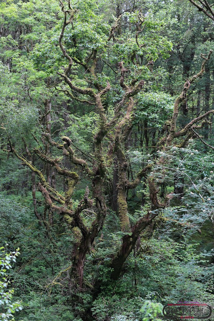 Holiday June 2014 Hafod Estate Wales (Nr Devils Bridge)