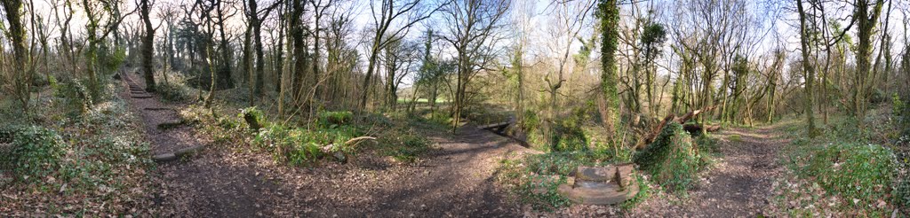 Another part of the forest 360°
