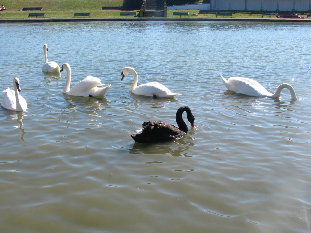 Swans on the Boating Lake
