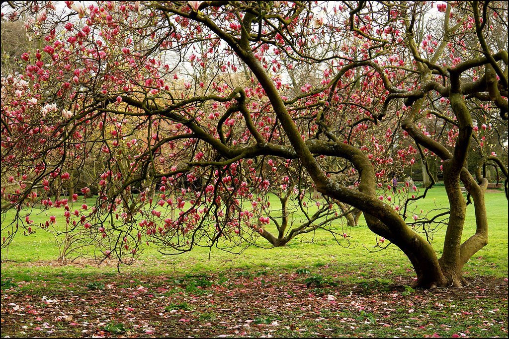 Zen tree