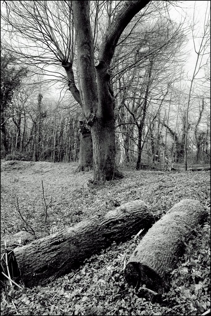 Trees Black & White