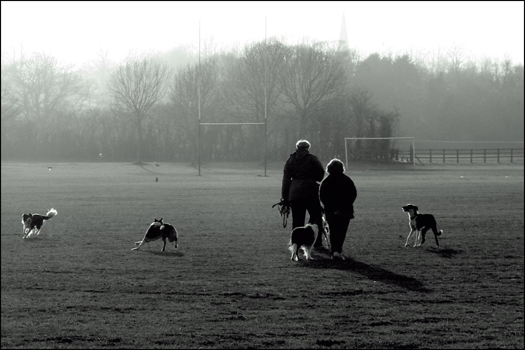 Walking the dogs in the fog