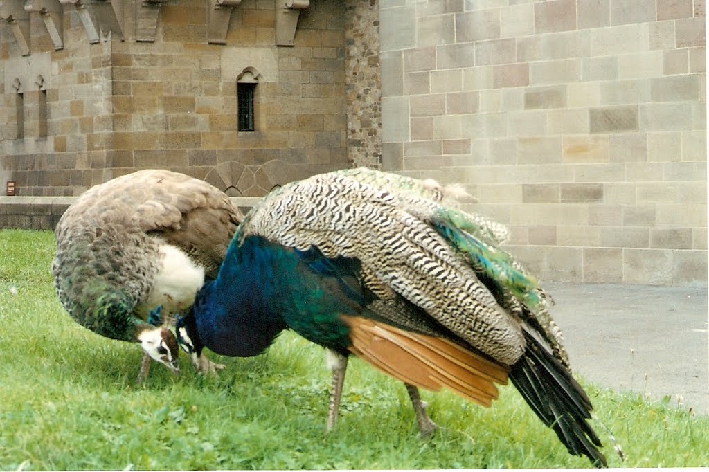 A várúr és hölgye.....The lord of Cardiff castle and his lady