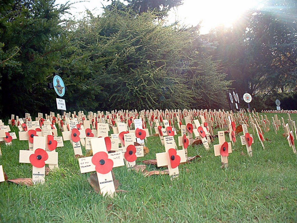 Poppy day