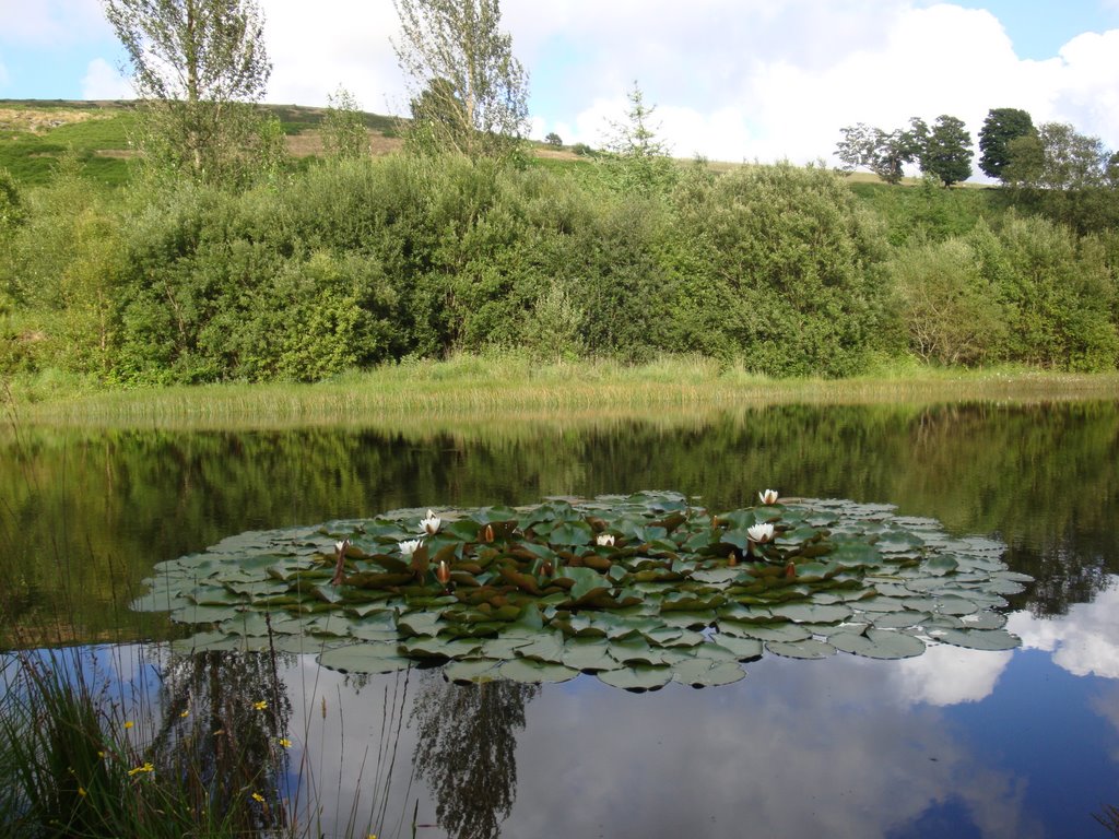 Water Lily