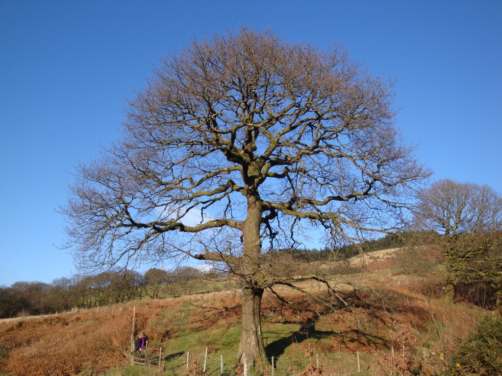 Oak Tree