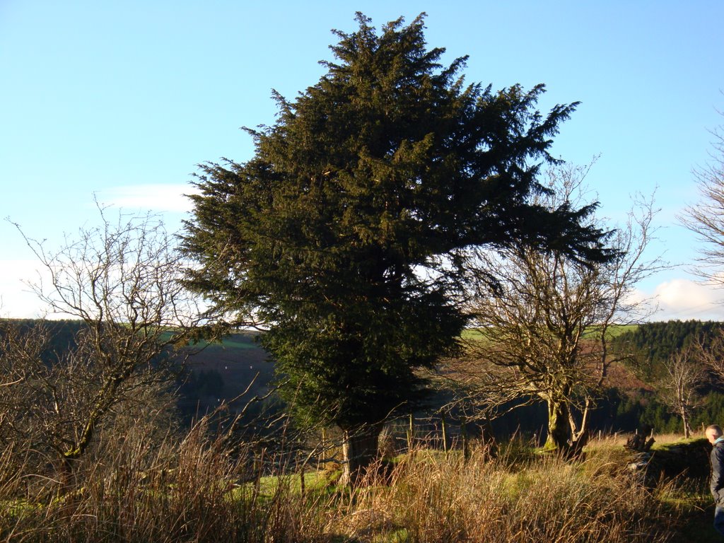Yew Tree.