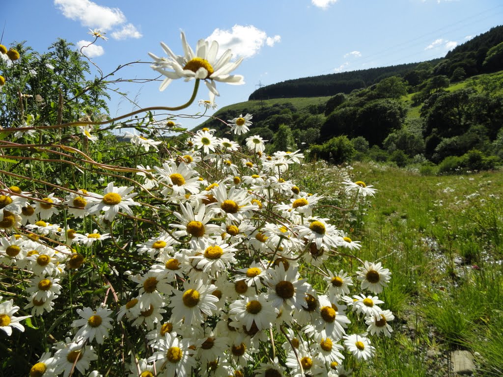 Daisy