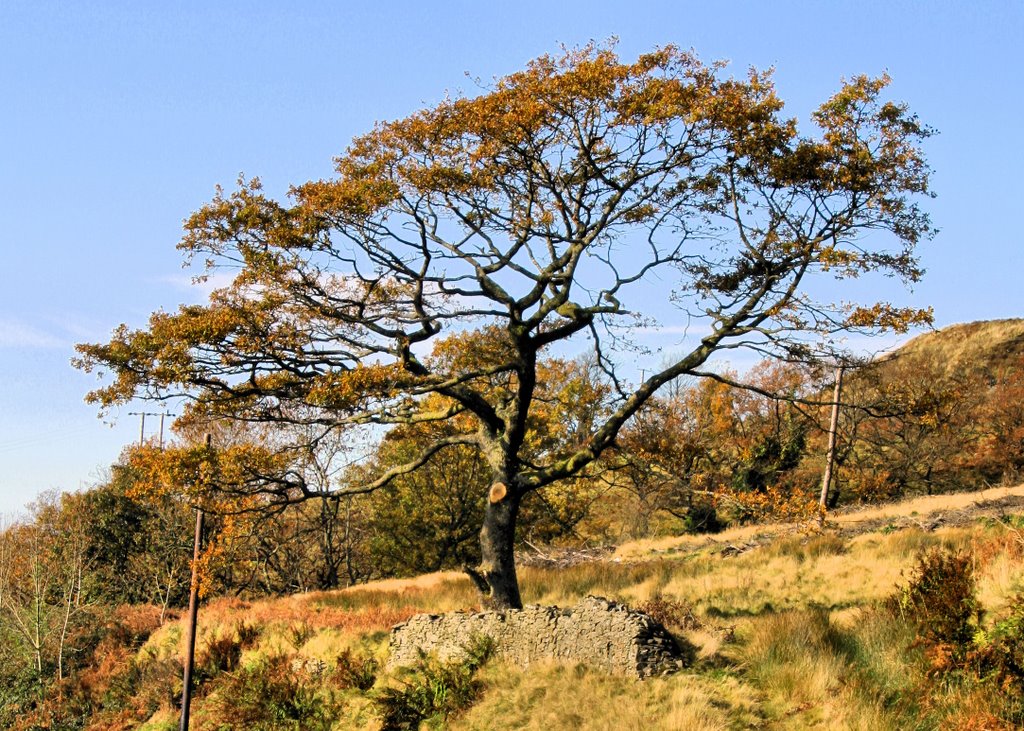 Glorious Autumn