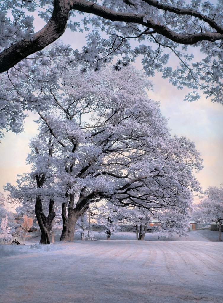 Serenity in nature