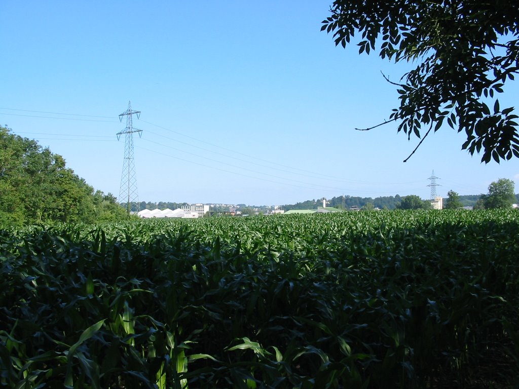 Blick Richtung Amstetten