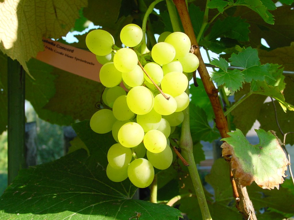 Weintrauben
