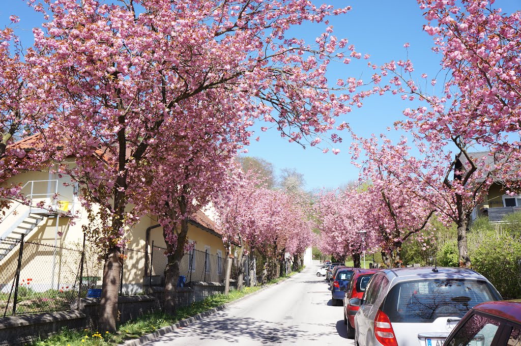 Jetzingerallee