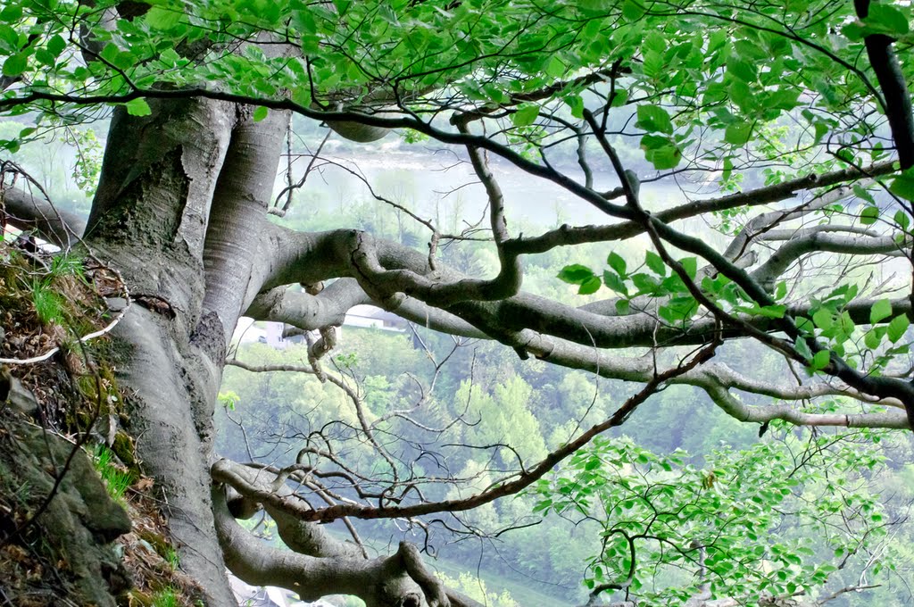 einfach ein herrlicher Wald