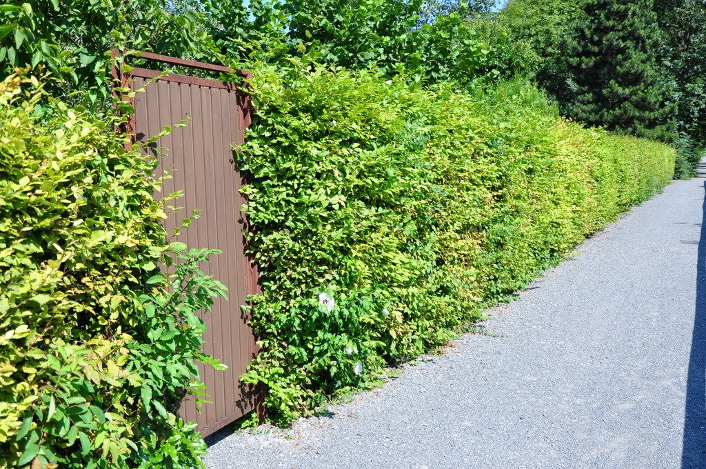 Weg neben der Dornbirner Ache