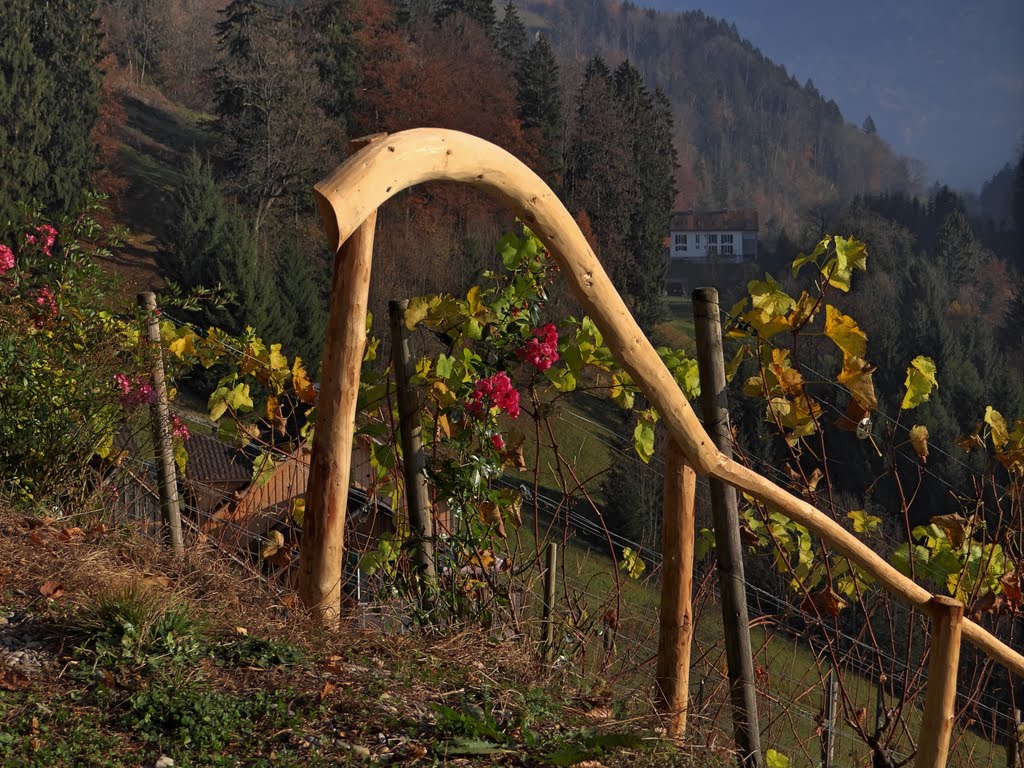 Herbst-Reben