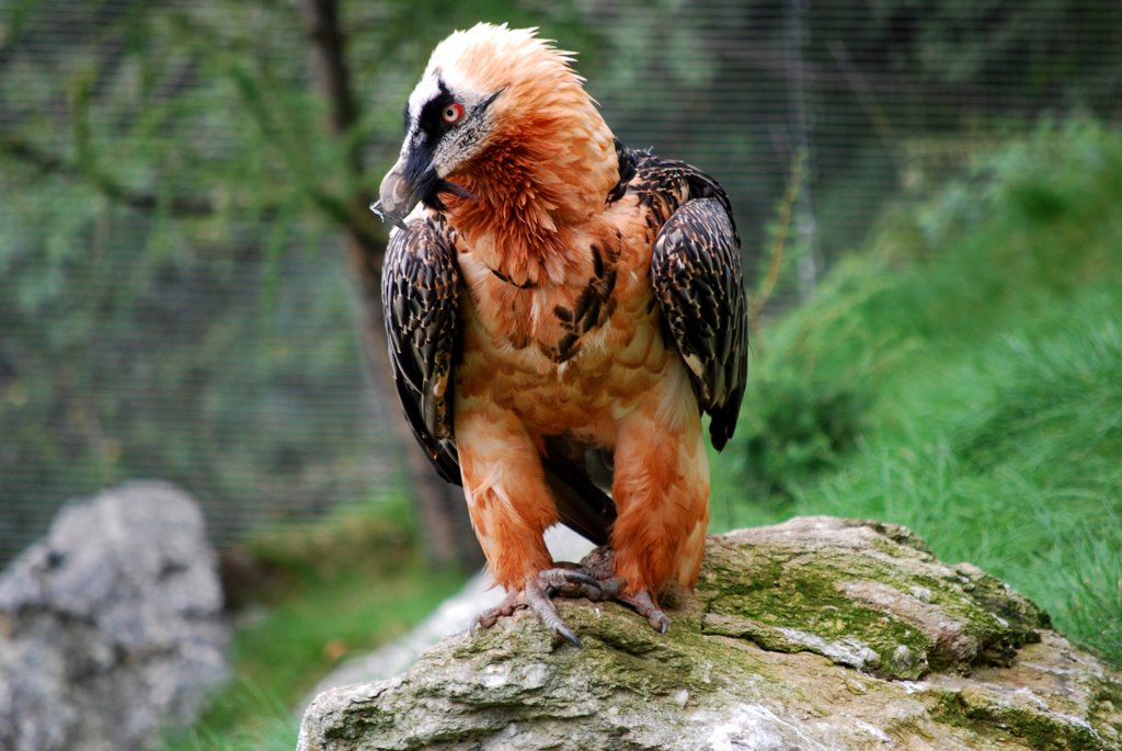 Alpenzoo Innsbruck