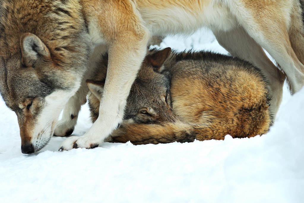 Alpenzoo Innsbruck