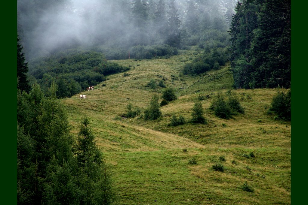 Alpine meadow