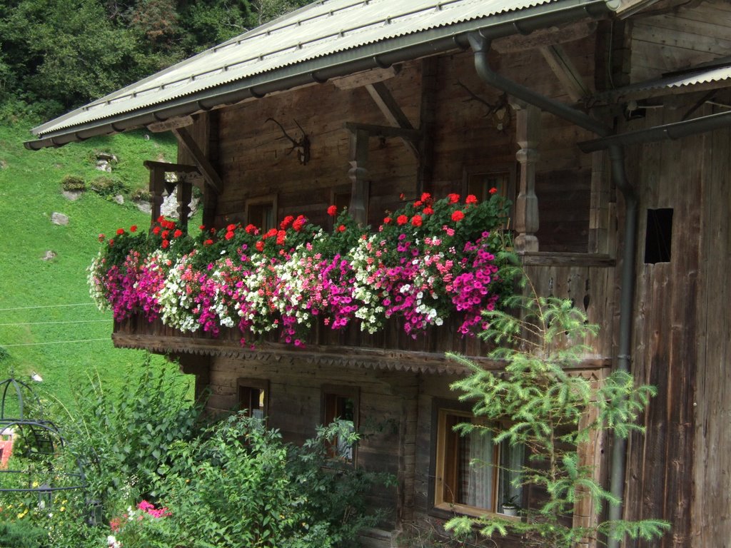 Blumenpracht im Zillergrund