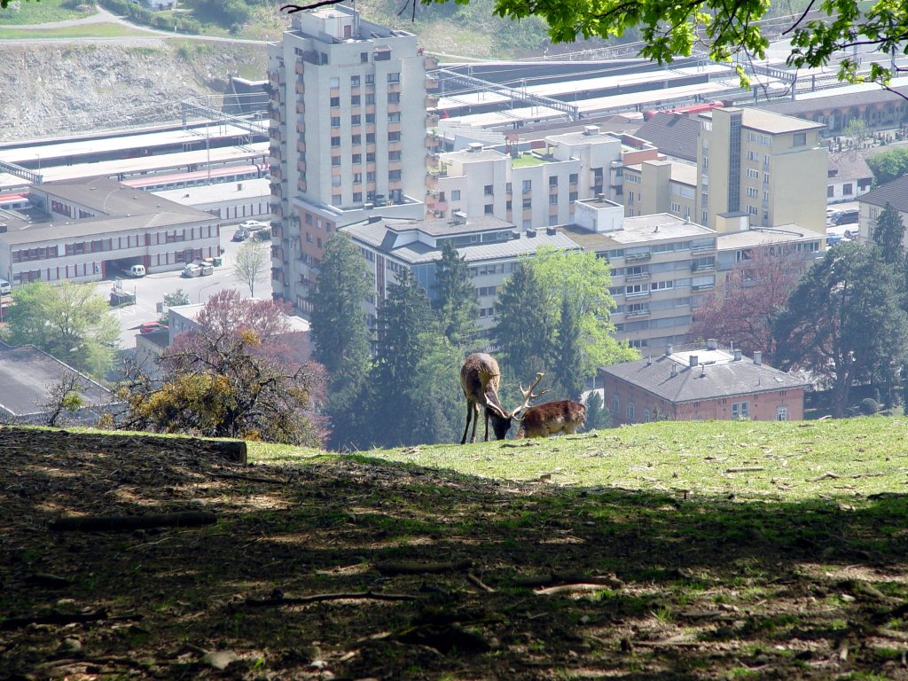 Feldkirch from Wild Park