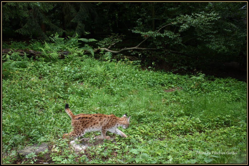 Hunting Lynx -- Vadászó hiúz