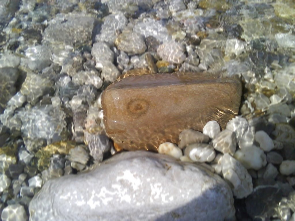 Stein in der Traun