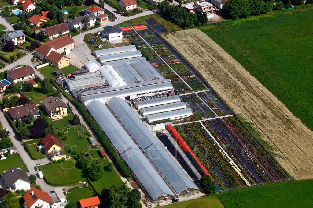 Gärtnerei Blumen Seelmann Gunskirchen