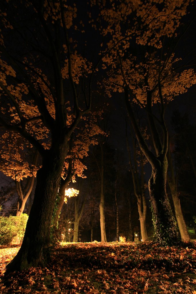 Turn In A Forrest