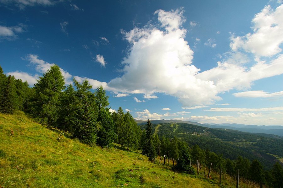 Forest in Hochrindl