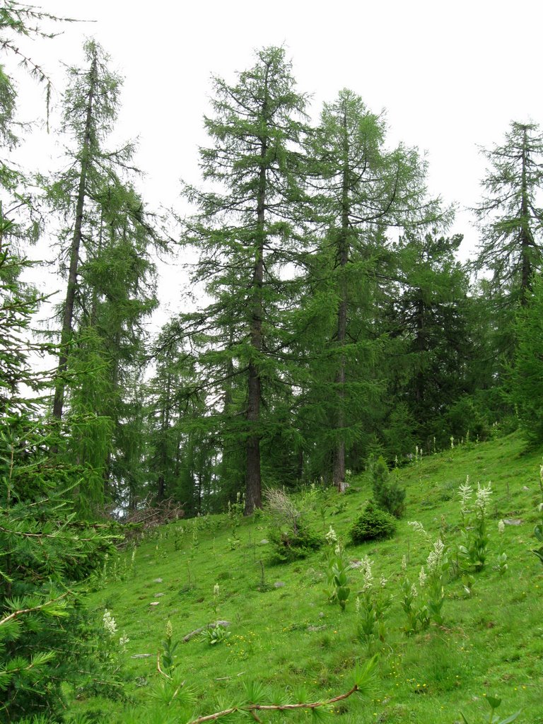 Viel Weißer Germer