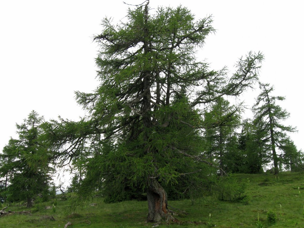 Alte Lärche