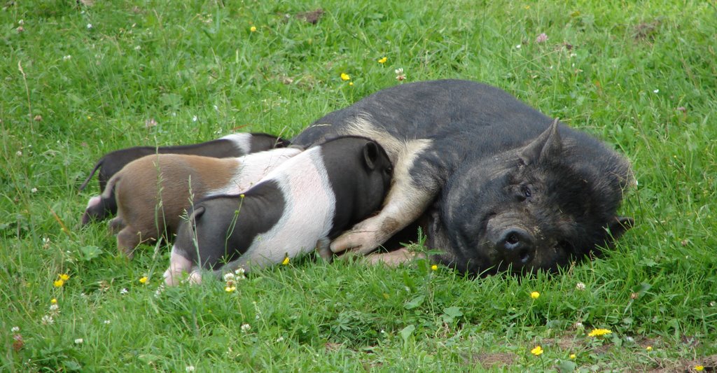 Cochons nains thailandais