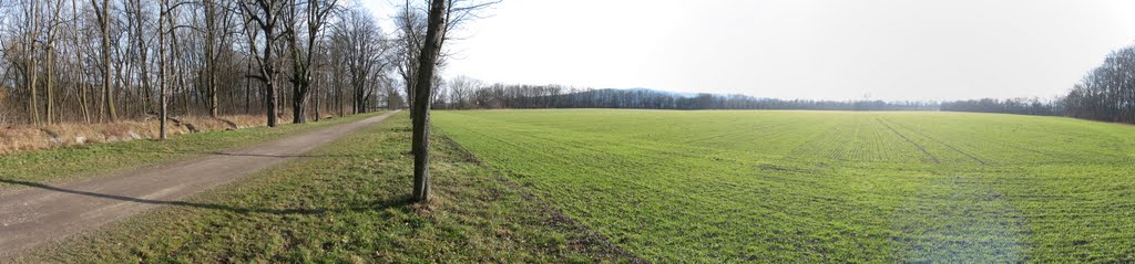 Wiener Neustadt 2010