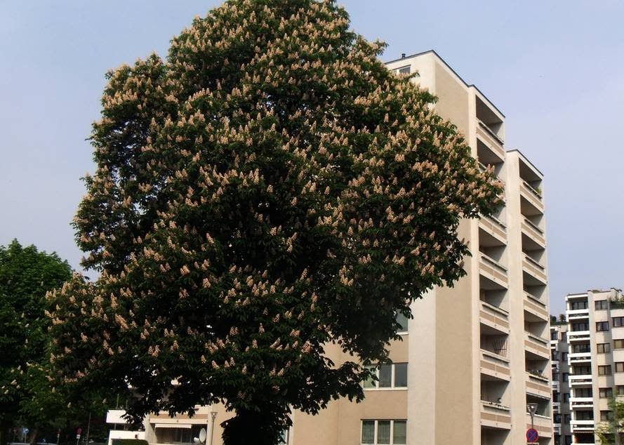 Wiener Neustadt