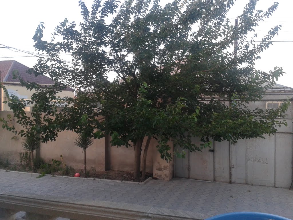 Sərrafın həyəti