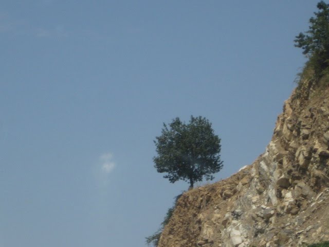 Тутак