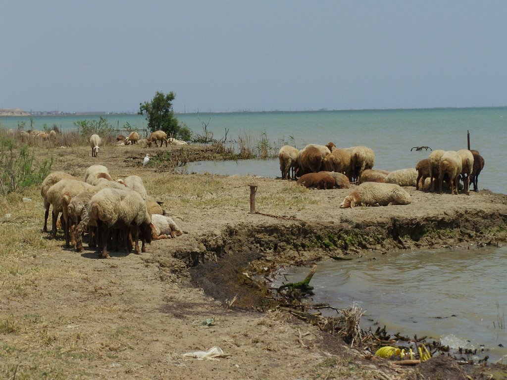 Caspian sea coast Каспийске море
