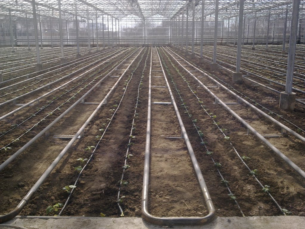 www.maycelik.net